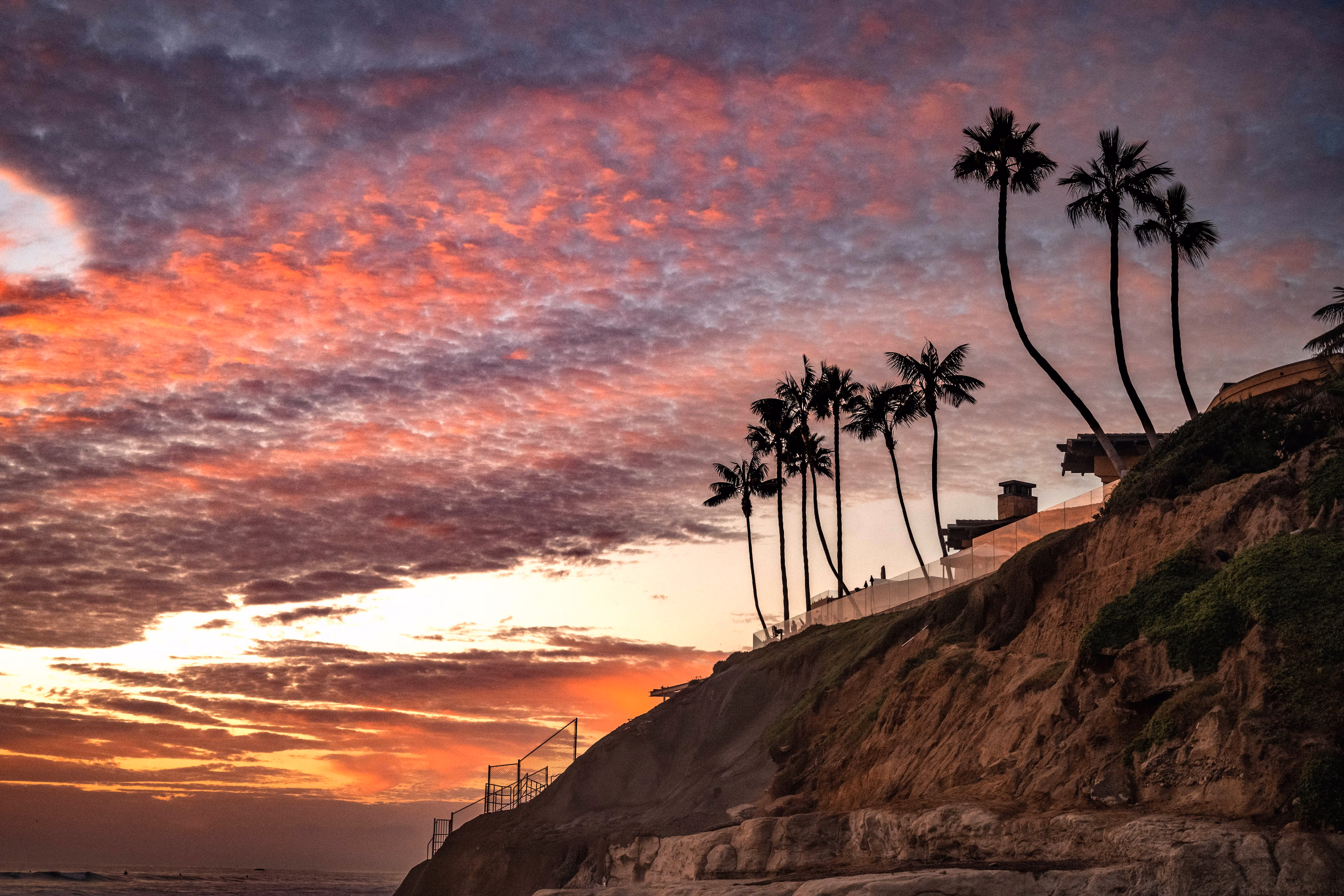 Palm trees at sunset.